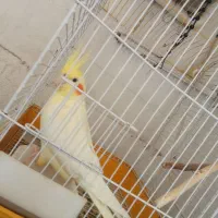 پرنده عروس هلندی