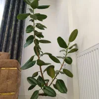 گل طبیعی|گل و گیاه طبیعی|مریوان, |دیوار