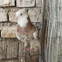 کبوتر،کفتر|پرنده|کاشمر, |دیوار