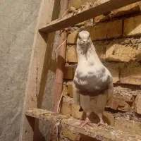 ۳عدد کبوتر خوب سالم|پرنده|ارومیه, |دیوار