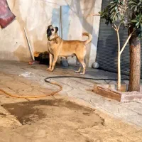 ماده سرابی اصیل|سگ|فردیس, شهرک شهید حسینی|دیوار