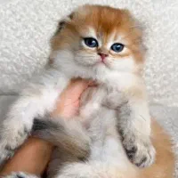 بریتیش صورت تخمه مرغی شامپاینی استثنایی دختر