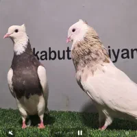 تعدادی کبوتر طوقی