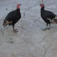 دهلران شهرک وحدت|حیوانات مزرعه|دهلران, |دیوار