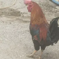 خروس ۱۵۰۰۰۰۰