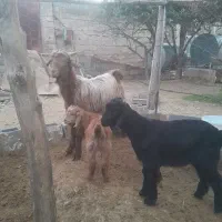 بز ترکی  جوان با دوتا کهره ماده دوماهه