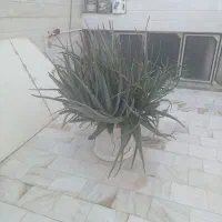 گلدان بزرگ آلوورا