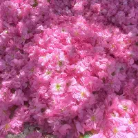خرید گل محمدی تازه