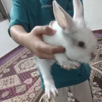 خرگوش مینی لوپ