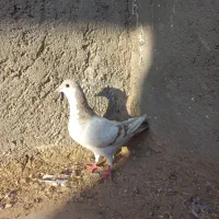 ماده ریش کرمانی