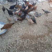 فروش مرغ و جوجه|حیوانات مزرعه|یاسوج, |دیوار