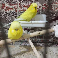 جفت مرغ عشق انگلیسی مولد|پرنده|تهران, بهارستان|دیوار