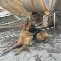 ژرمن شولاین|سگ|بهبهان, |دیوار