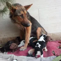 واگذاری سگ ژرمن به همراه توله هایش