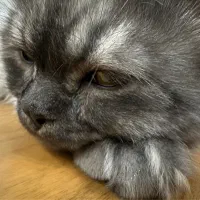 واگذاری گربه پرشین|گربه|یزد, |دیوار