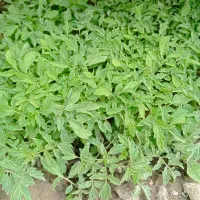 نشا گوجه فرنگی