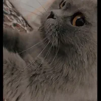 گربه|گربه|تهران, پردیسان|دیوار