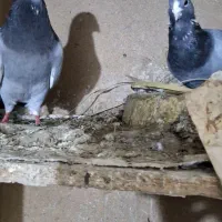 کبوتر سوری|پرنده|شوشتر, |دیوار