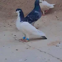 سلام عشق بازان عزیز