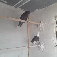 پرنده|پرنده|آران و بیدگل, |دیوار