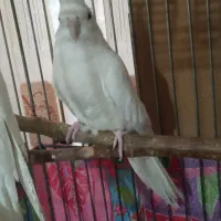 عروس هلندی جفت مولد با جوجه و مرغ عشق