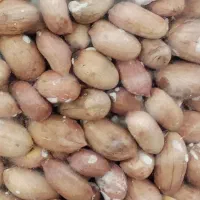 بادام زمینی آستانه اشرفیه ۲۰۰