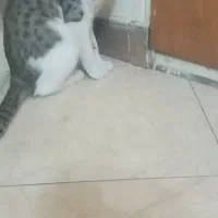 واگذاری گربه خانگی و شیطون