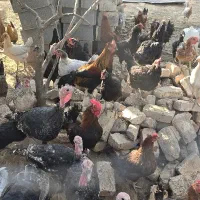 گله مرغ محلی