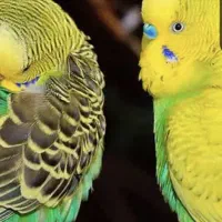 یک جفت مرغ عشق تخم گذار