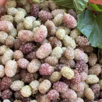 توت خشک محصول امسال دستچین باغ فروش بدون واسطه