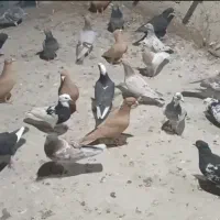 کفتر