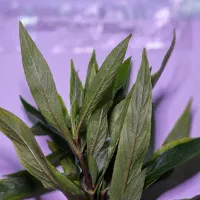 گیاه آکواریم|ماهی|بابل, |دیوار