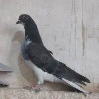 کبوتر پر دم
