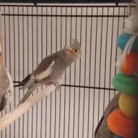 جوجه عروس هلندی|پرنده|پردیس, فاز ۱۱|دیوار