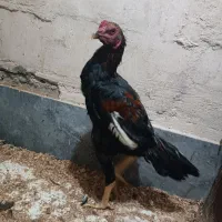 سه عدد جوجه لاری|حیوانات مزرعه|مرند, |دیوار