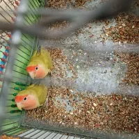 طوطی برزیلی|پرنده|بندر ماهشهر, |دیوار