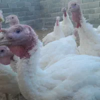 بوقلمون بوغلمون