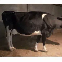 گاوهلشتاین اصل
