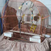 فروش عروس هلندی|پرنده|اندیمشک, |دیوار