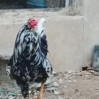 خروس گلین
