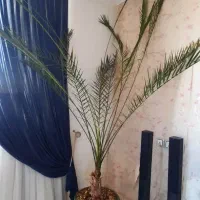 نخل سوزنی