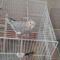 عروس هلندی مادهداماده