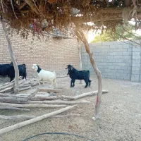 یک راس بز نر جوان|حیوانات مزرعه|دهلران, |دیوار