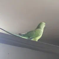 طوطیملنگو وتعدادی قفس|پرنده|کارون, |دیوار