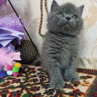 دخترو پسر اسکاتیش و بریتیش بلو|گربه|شیراز, معالیآباد|دیوار