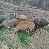 میش آبستن سنگین|حیوانات مزرعه|لوشان, |دیوار