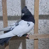 سلام چنتا حیون فروشی|پرنده|تربتحیدریه, حاجی یار|دیوار