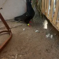 جوجه کله سیاه نر چهل سانتی