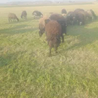 بره ماده چاق وقوچ3شیره جنس|حیوانات مزرعه|کنگاور, |دیوار