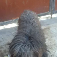 سگ پاکوتاه حرف گوش کن